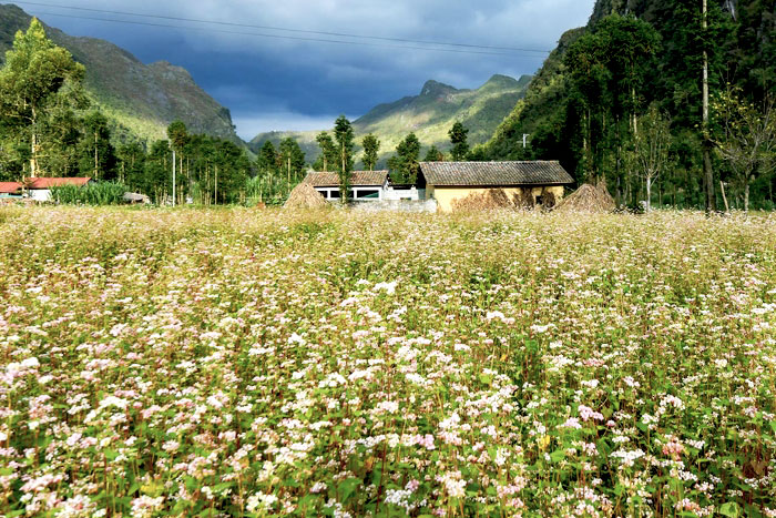 Ha Giang buckwheat flowers season in November